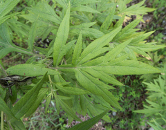 Artemisia annua