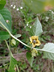 Physalis philadelphica