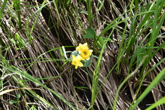 Caltha palustris