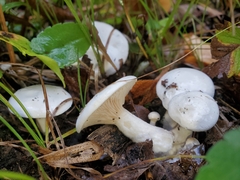 Hygrophorus eburneus