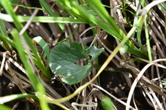 Caltha palustris