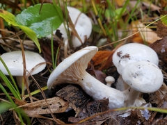 Hygrophorus eburneus
