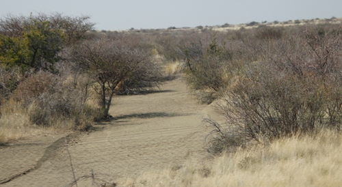 Image of Vachellia nebrownii by (c) Tony Rebelo, some rights reserved (CC BY-SA)
