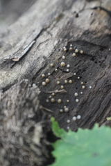 Helicogloea compressa