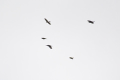 Turdus pilaris
