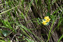 Caltha palustris