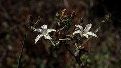 Wahlenbergia thunbergiana