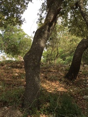 Quercus faginea
