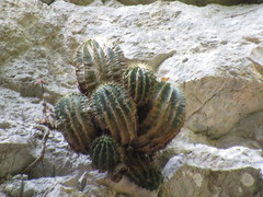 Ferocactus echidne
