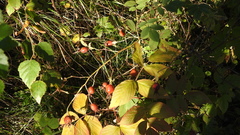 Rosa canina