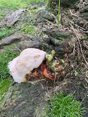 Ganoderma oregonense