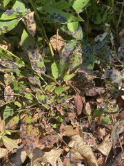 Diplocarpon rosae