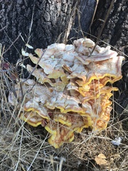 Laetiporus