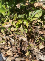 Diplocarpon rosae