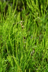 Carex rariflora
