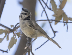 Baeolophus wollweberi