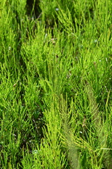 Carex rariflora