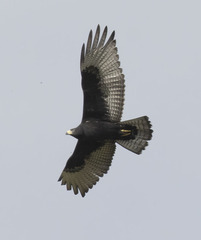Buteo albonotatus