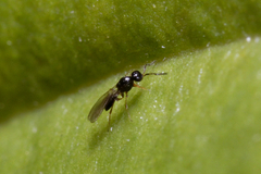 Platygastridae