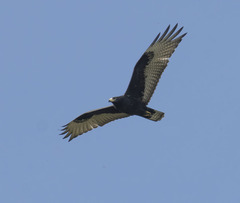 Buteo albonotatus