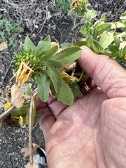 Grindelia adenodonta