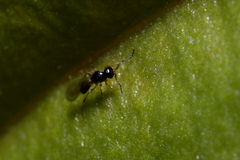 Platygastridae