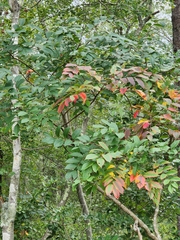 Toxicodendron vernix