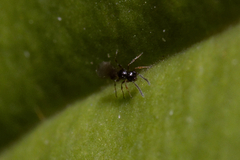 Platygastridae