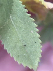 Grindelia adenodonta
