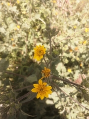 Simsia amplexicaulis