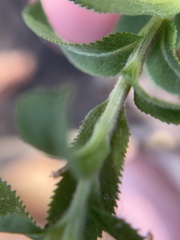 Grindelia adenodonta