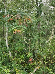 Toxicodendron vernix