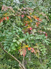 Toxicodendron vernix