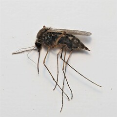 Aedes vexans