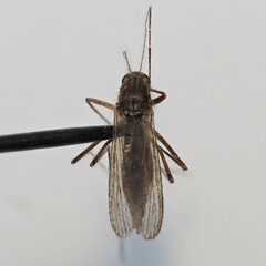 Aedes vexans