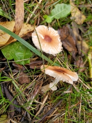 Lepiota rubrotinctoides