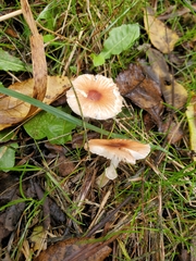 Lepiota rubrotinctoides