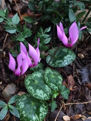 Cyclamen purpurascens