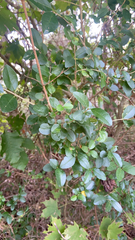 Ligustrum sinense