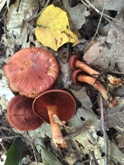 Cortinarius harrisonii