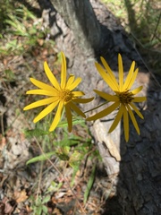 Helianthus longifolius