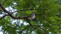 Myiodynastes luteiventris