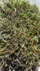 Polytrichum commune
