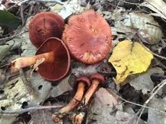 Cortinarius harrisonii
