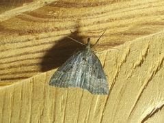Hypena rostralis