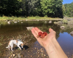 Cortinarius harrisonii