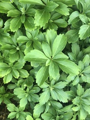 Pachysandra terminalis
