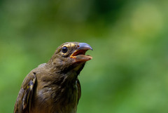 Saltator striatipectus