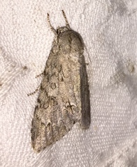 Acronicta americana