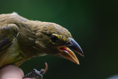 Saltator striatipectus